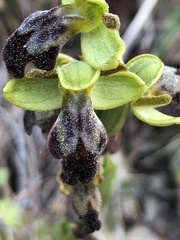 Ophrys fusca