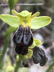 Ophrys fusca