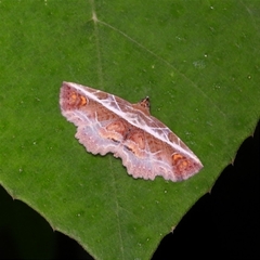 Eugnathia diagonalis