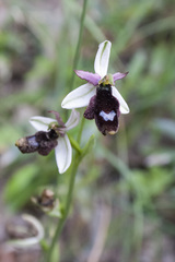 Ophrys bertolonii balearica