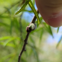 Callirhytis quercusventricosa