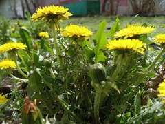 Taraxacum officinale