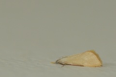 Scirpophaga incertulas
