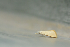 Scirpophaga incertulas