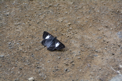 Corrachia leucoplaga