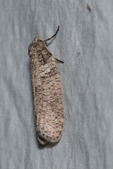 Lepidoscia euryptera