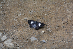 Corrachia leucoplaga