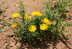 Hirpicium bechuanense