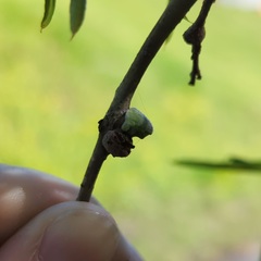 Callirhytis quercusventricosa
