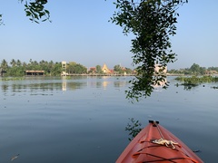 Sonneratia caseolaris