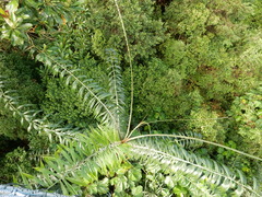 Plectocomia elongata