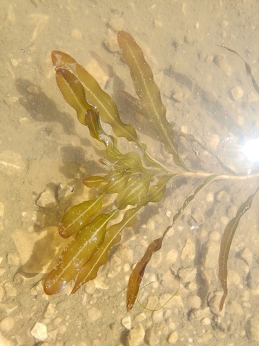 červenavec kučeravý (Potamogeton crispus)