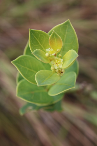 Clutia disceptata