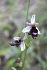 Ophrys bertolonii balearica