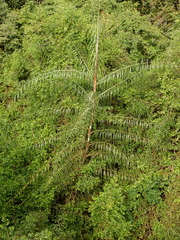 Plectocomia elongata