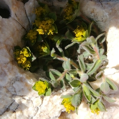 Euphorbia fragifera