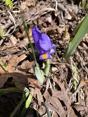 Iris verna smalliana