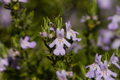 Westringia eremicola