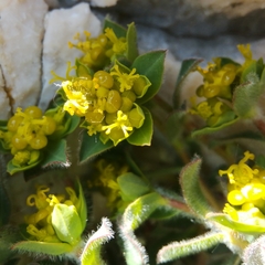 Euphorbia fragifera