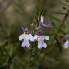 Westringia eremicola