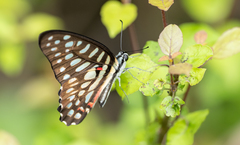 Graphium arycles