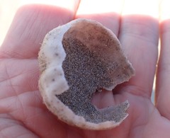 Protenaster australis