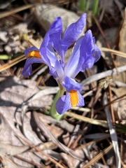 Iris verna smalliana