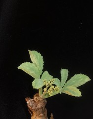 Cyphostemma betiforme