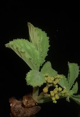 Cyphostemma betiforme