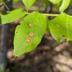 Phylloxera caryaescissa
