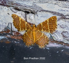 Hastina pluristrigata