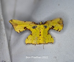 Corymica pryeri