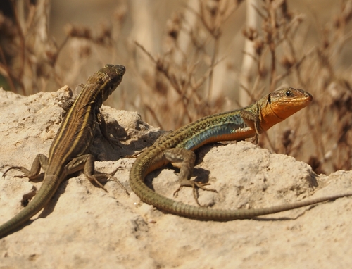 Peloponnese Wall Lizard, Podarcis peloponnesiacus