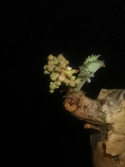 Cyphostemma betiforme