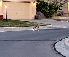 Canis latrans