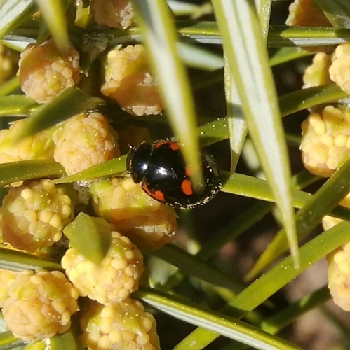 lienka štvorškvrnná (Exochomus quadripustulatus)