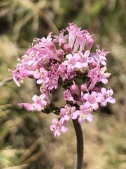 Valeriana tuberosa