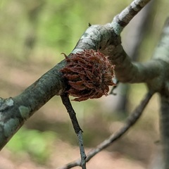 Dryocosmus floridensis