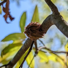 Dryocosmus floridensis