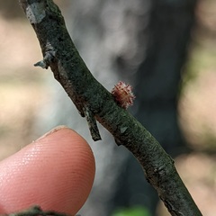 Dryocosmus floridensis