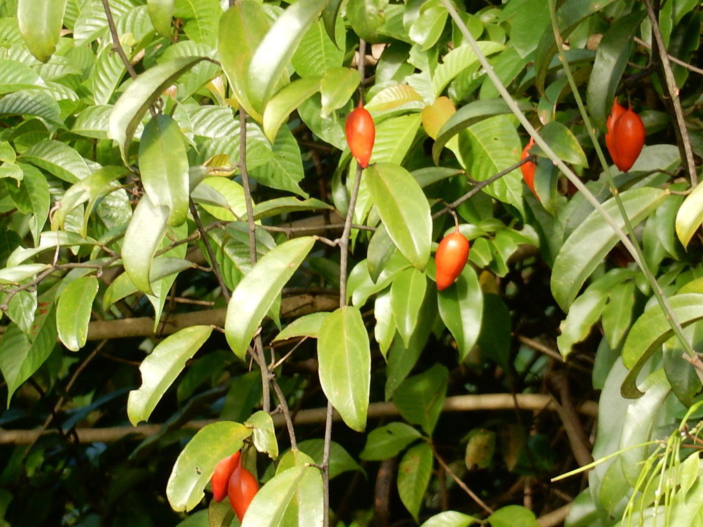 Adenia macrophylla singaporeana from Central Catchment Nature Reserve ...