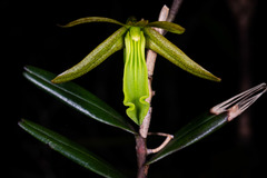 Dendrobium verruciferum