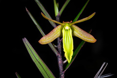 Dendrobium verruciferum