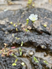 Mononeuria uniflora