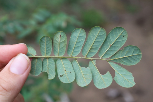 Dalbergia arbutifolia
