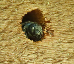 Osmia chalybea