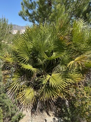 Chamaerops humilis