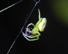Bijoaraneus mitificus