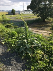 Verbascum thapsus