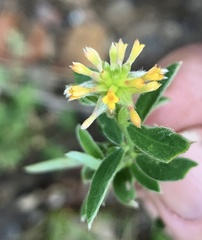 Pimelea strigosa